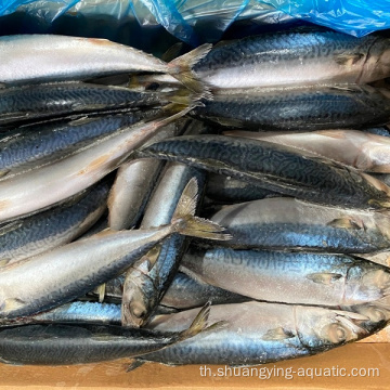 Seafrozen ทั้ง BQF Pacific Mackerel Fish 200-300 กรัม 300-500 กรัม